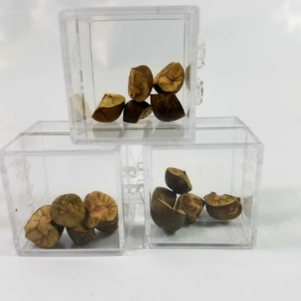 15 Mexican Jumping Beans